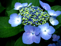 紫陽花２