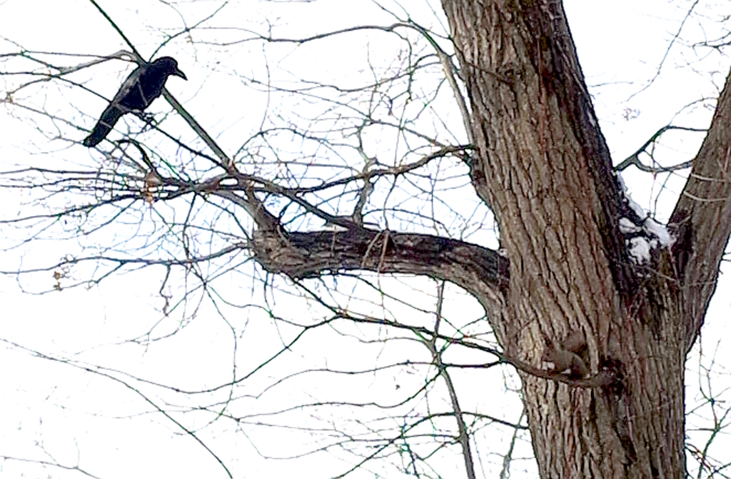 えぞりす VS カラス C