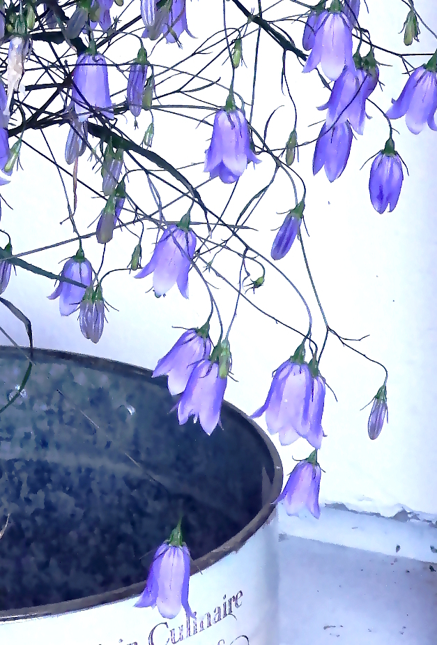 DSC05521a