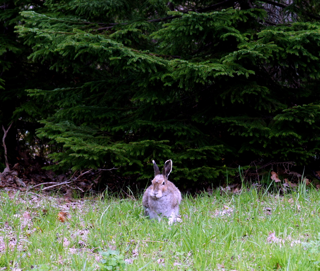 野うさぎ
