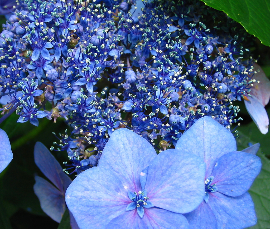 紫陽花
