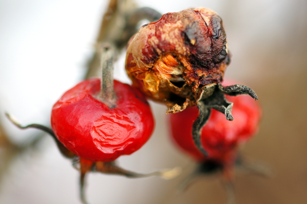 はまなすの実２