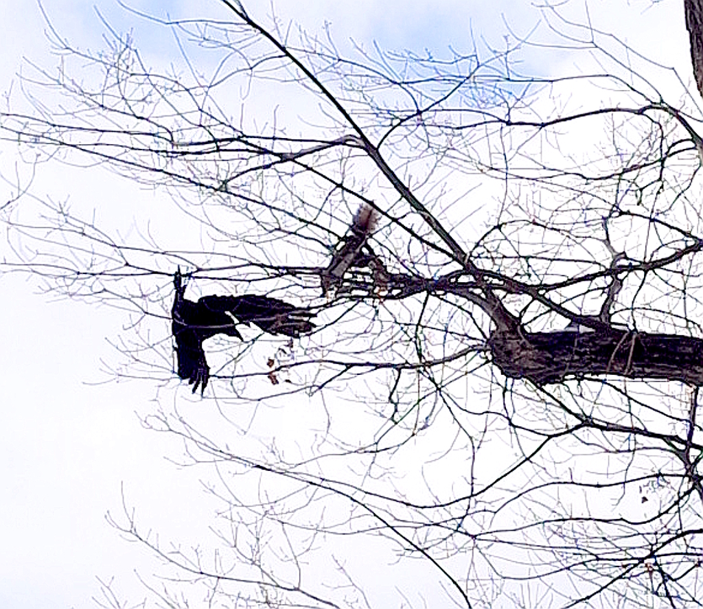 えぞりす VS カラス