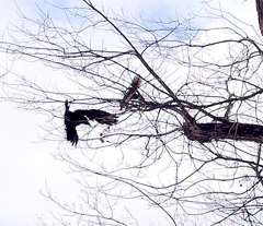 えぞりす VS カラス