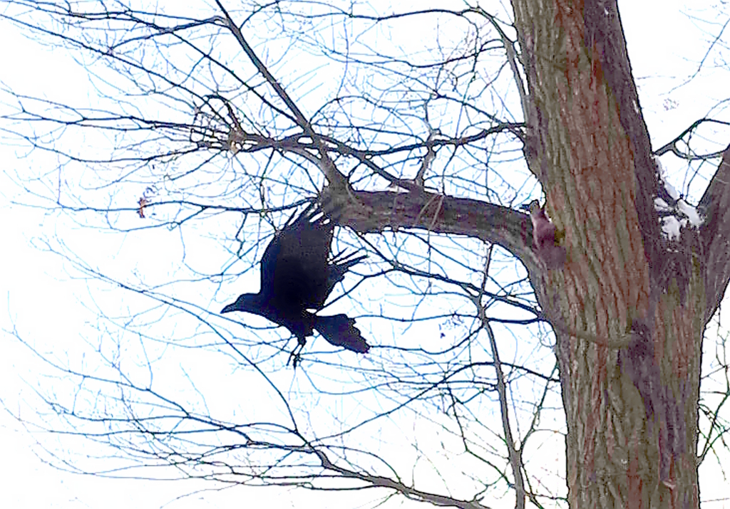 えぞりす VS カラス D