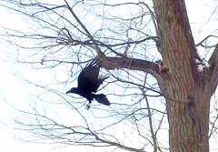 えぞりす VS カラス D