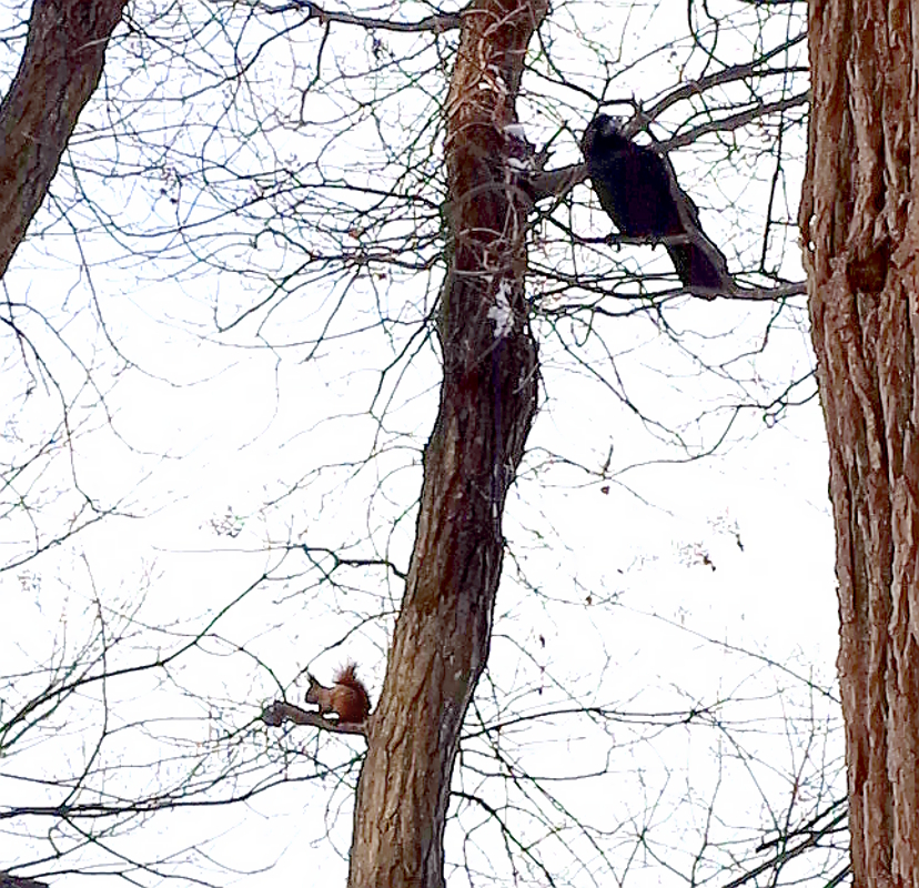 えぞりす VS カラス F