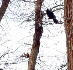 えぞりす VS カラス F