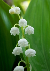 R0006771