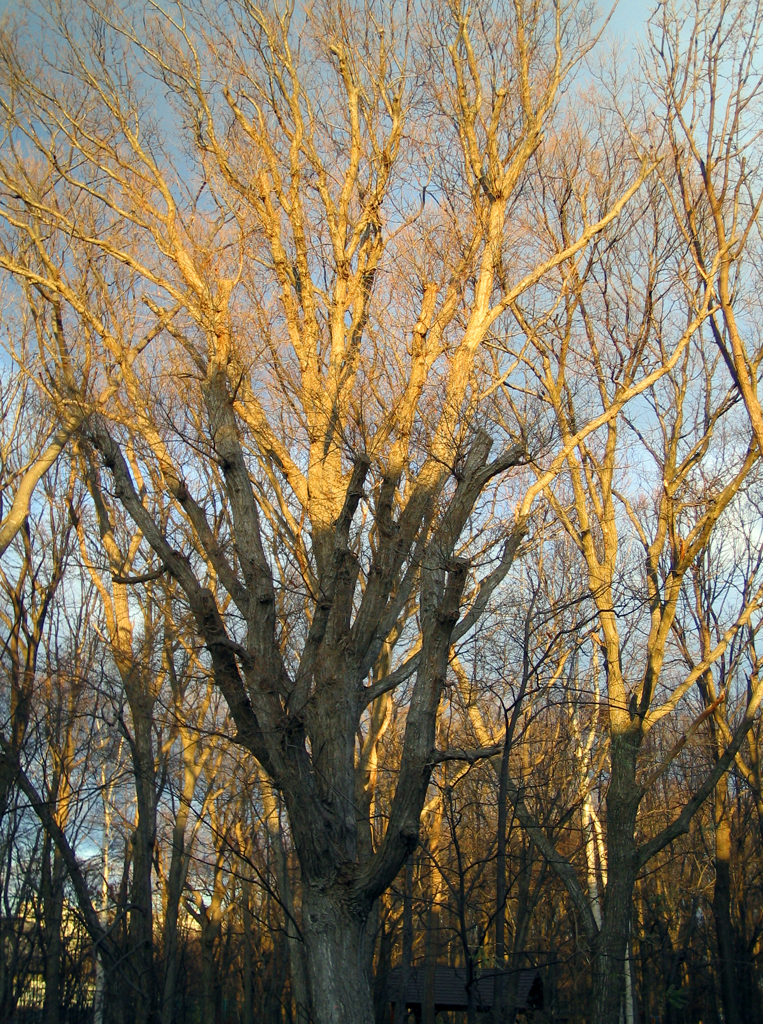 IMG_1166.JPG