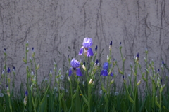 DSC04726