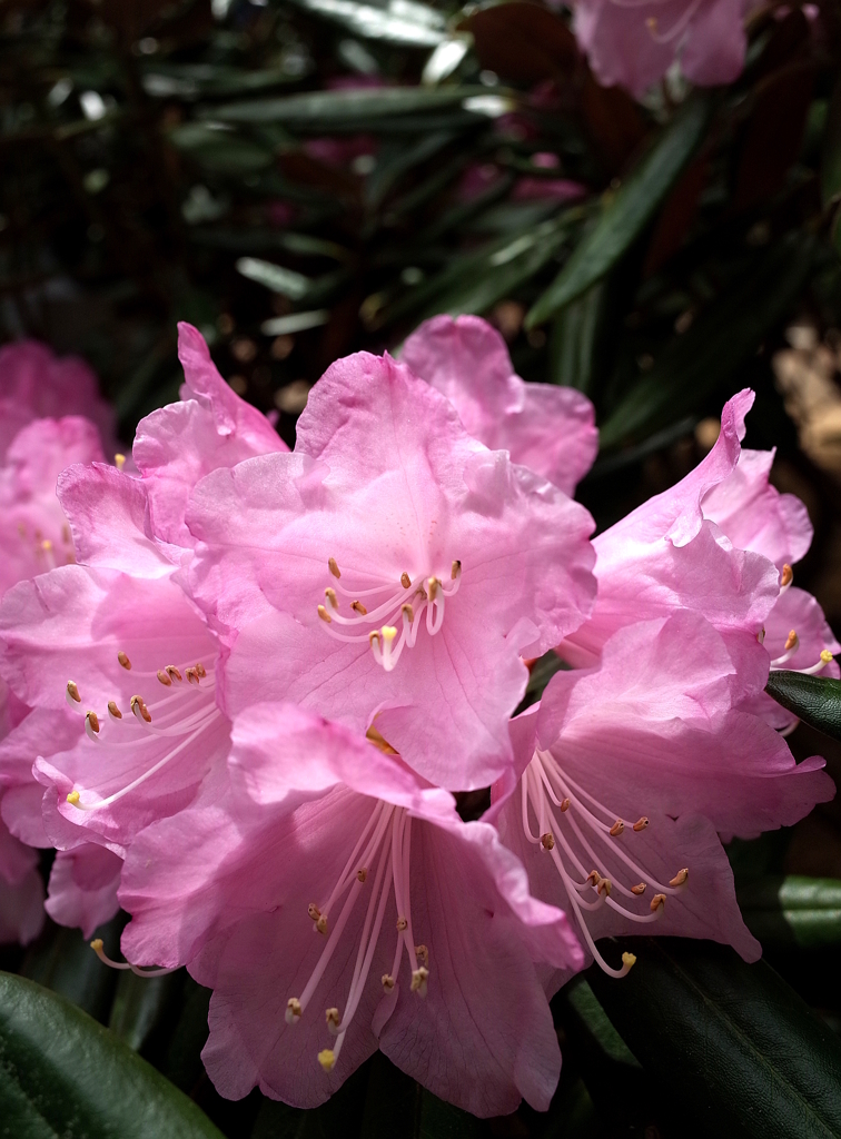 R0006726