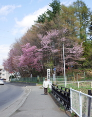 桜