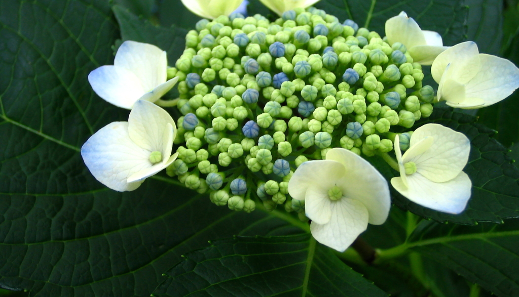 紫陽花３