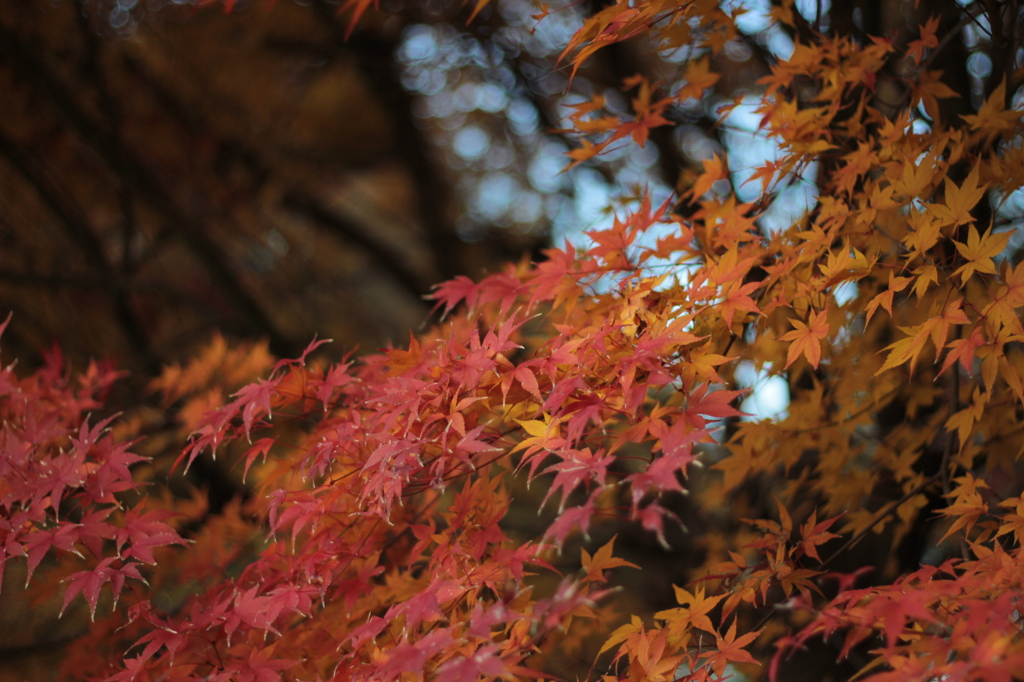 言い張れば・・・・・京都