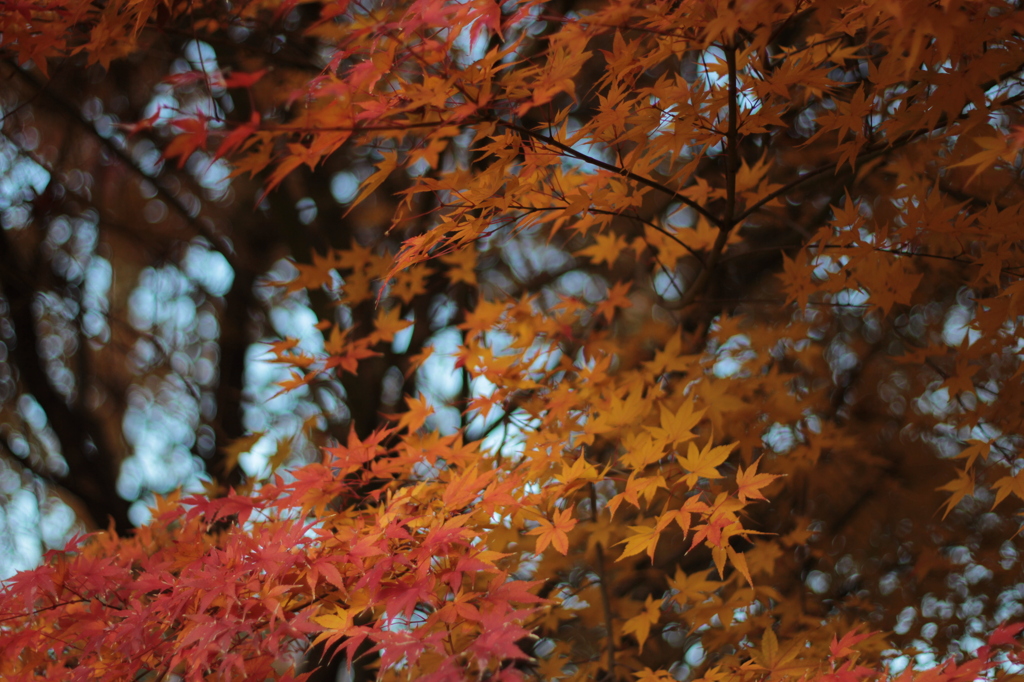 言い張れば・・・・・奈良