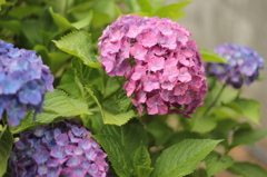 準備万端・・・・・赤紫
