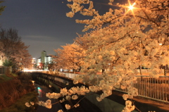 今年も見れた春待つ夜桜