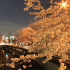 今年も見れた春待つ夜桜