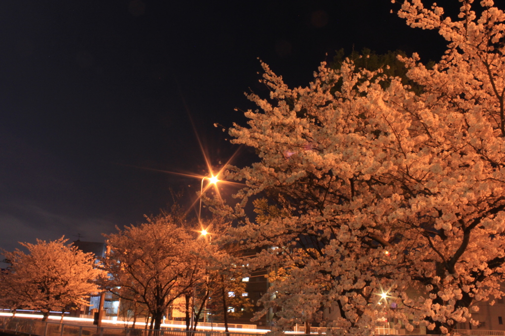 街夜桜