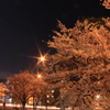 街夜桜