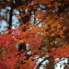 言い張れば・・・・・奥飛騨