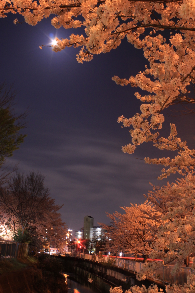 月と街と桜