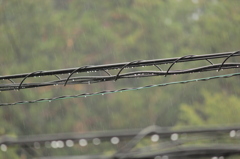 梅雨時の電線