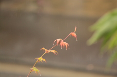 梅雨時期の紅葉