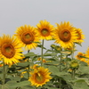 夏夏夏