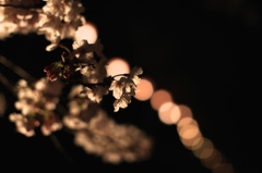 夜に輝く花