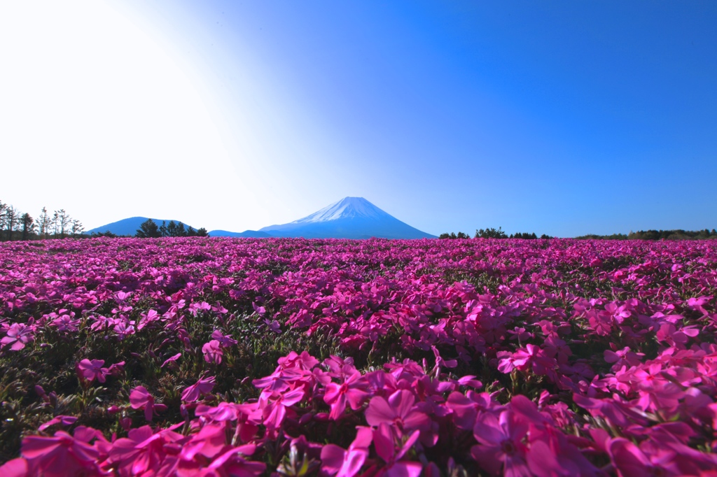 芝桜と富士