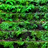 Green Stairs