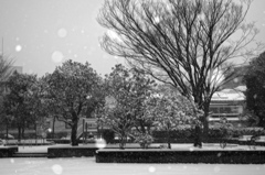 雪の降る公園