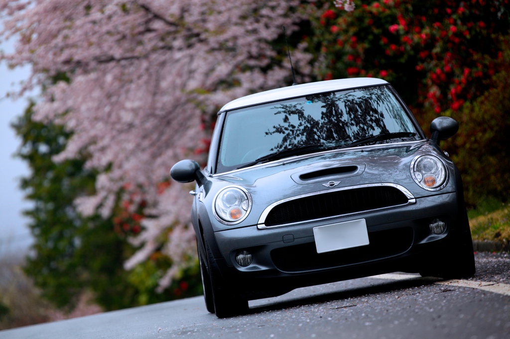 桜と椿とMINI