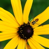 The small yellow world 