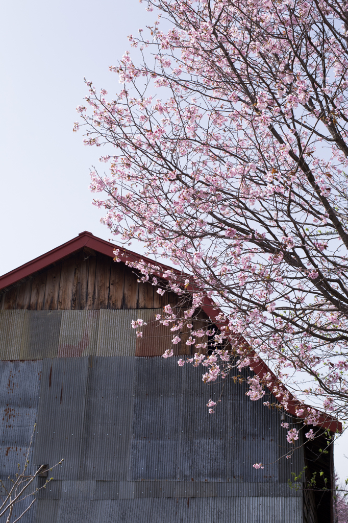 田舎の桜