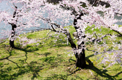 華と影と