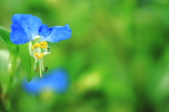 tear of  fairy 