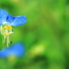 tear of  fairy 