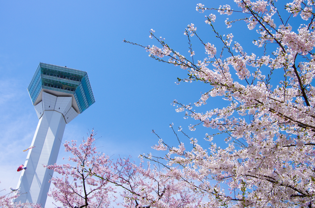桜と五稜郭タワー