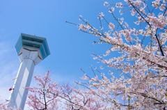 桜と五稜郭タワー