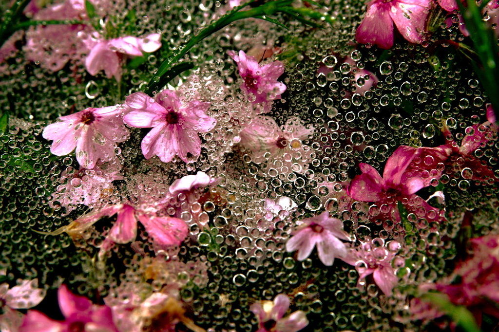 rainy splash 
