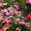 rainy splash 