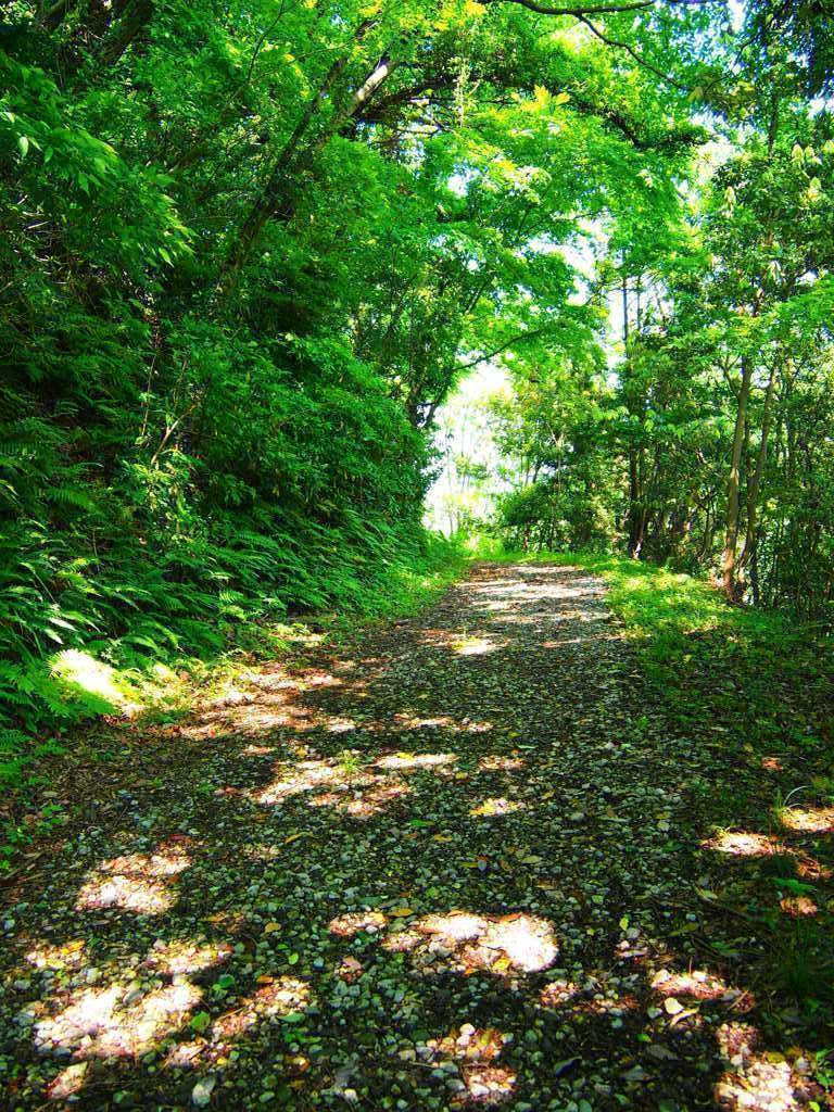 木漏れ日の径