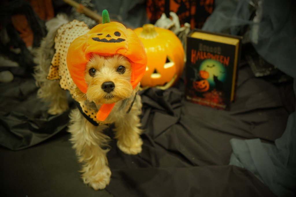 ジャコランタン！