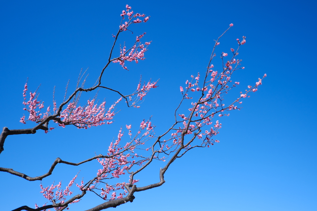 春はもうすぐ