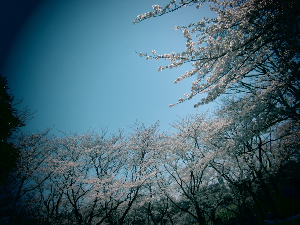 お花見