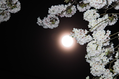 おぼろ月に桜