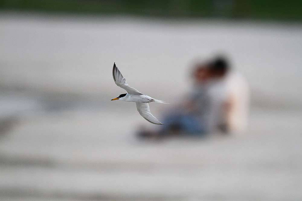 浜の愛